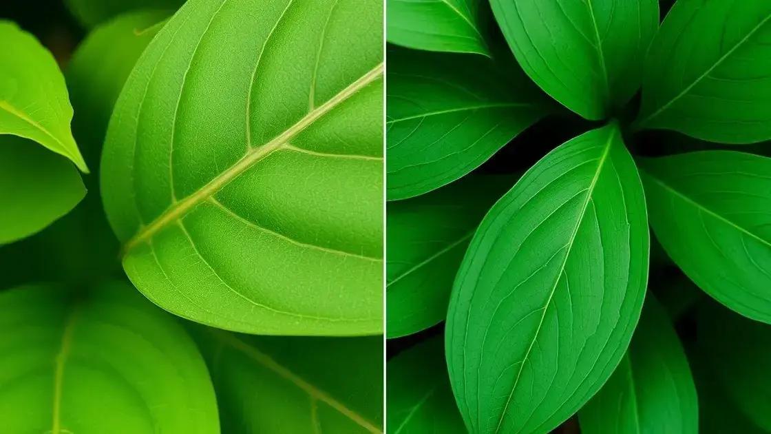 Diferenças visuais entre plantas artificiais e naturais Diferenças visuais entre plantas artificiais e naturais