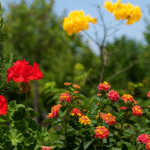 5 Plantas que Amam o Sol Para Alegrar sua Varanda ou Jardim